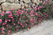 Convolvulus althaeoides subsp. tenuissimus (Silvery mallow-leaved bindweed) - CLICK TO ENLARGE PHOTO